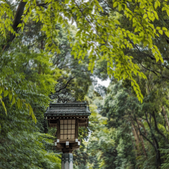 讚嘆吧！淵源深遠的日本最大木造鳥居┃一個人的旅行┃JR山手線┃明治神宮／關東周遊旅札